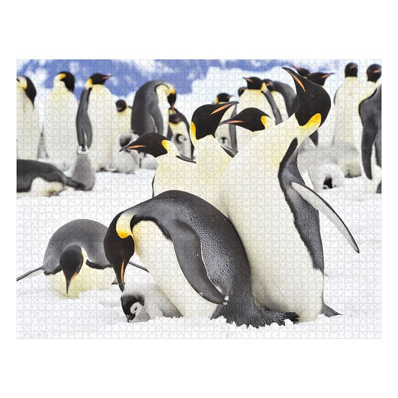 2000片拼圖 - 企鵝